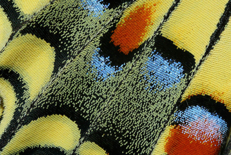 “Woven” muestra los detalles de las alas de una mariposa cola de golondrina. La foto fue tomada en Chipre.
